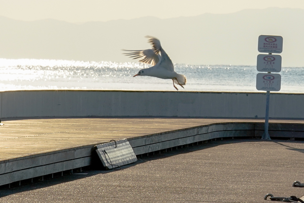 夕日に照らされて踊るユリカモメ