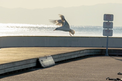 夕日に照らされて踊るユリカモメ
