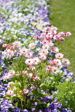 あわいももいろの花
