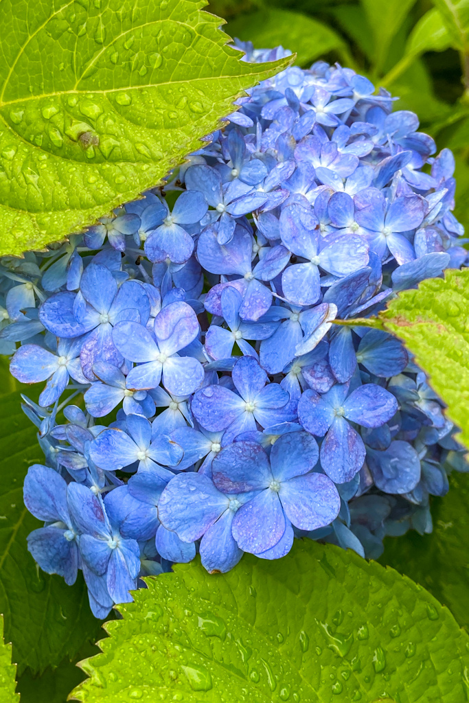 葉隠の青