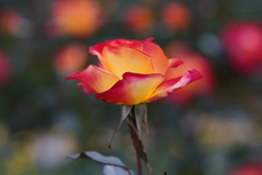 ノーベンバッポー