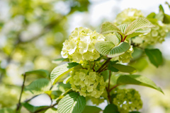 せっかち紫陽花？