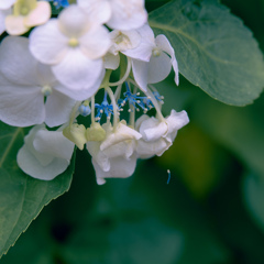 梅雨後期
