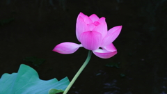 桜小路公園の蓮