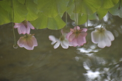 写りゆらぐ