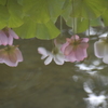 写りゆらぐ