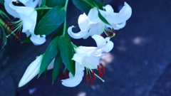 県花のヤマユリ
