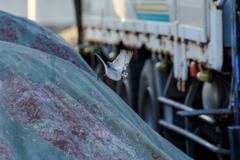 小さな鳥の大きな移動