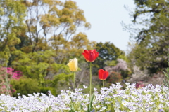 川