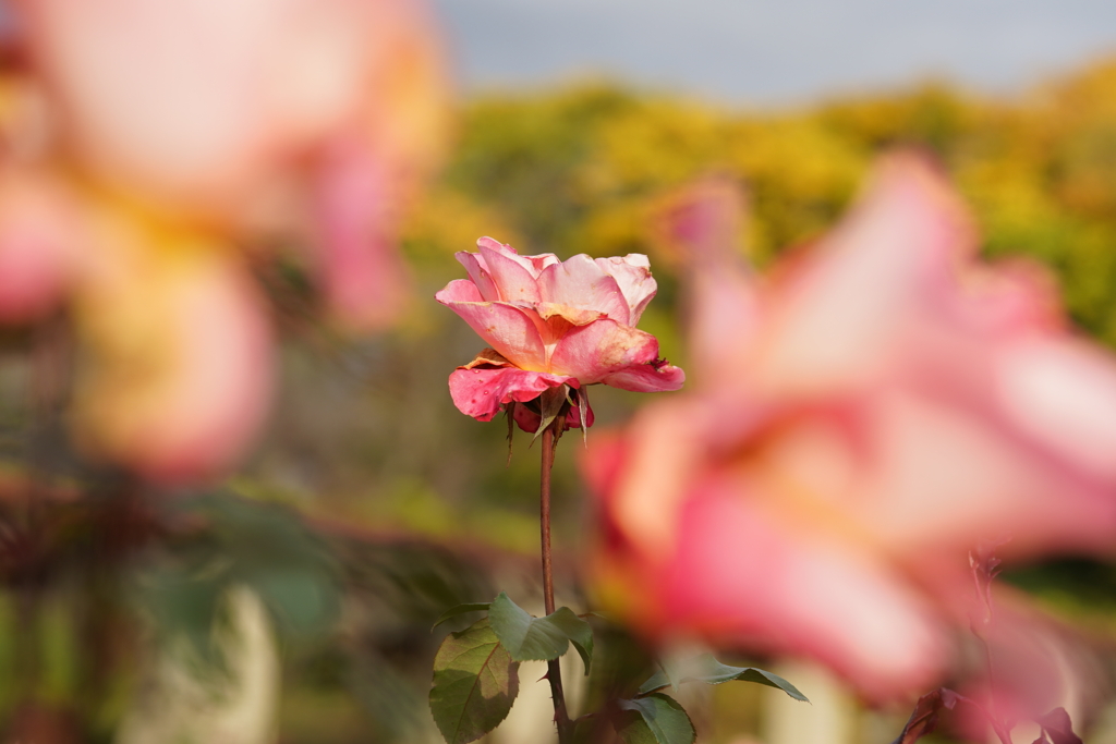 秋に呑まれる、秋を呑み込む