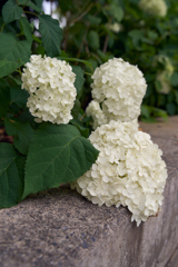 とける紫陽花