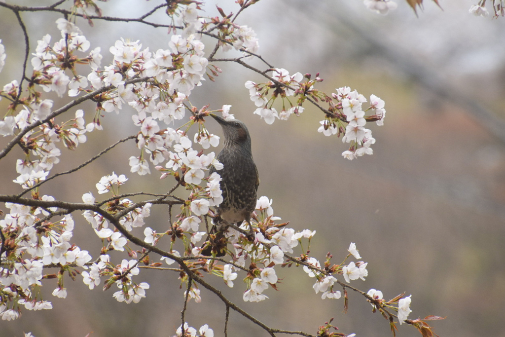 さくらと