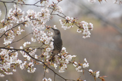 さくらと