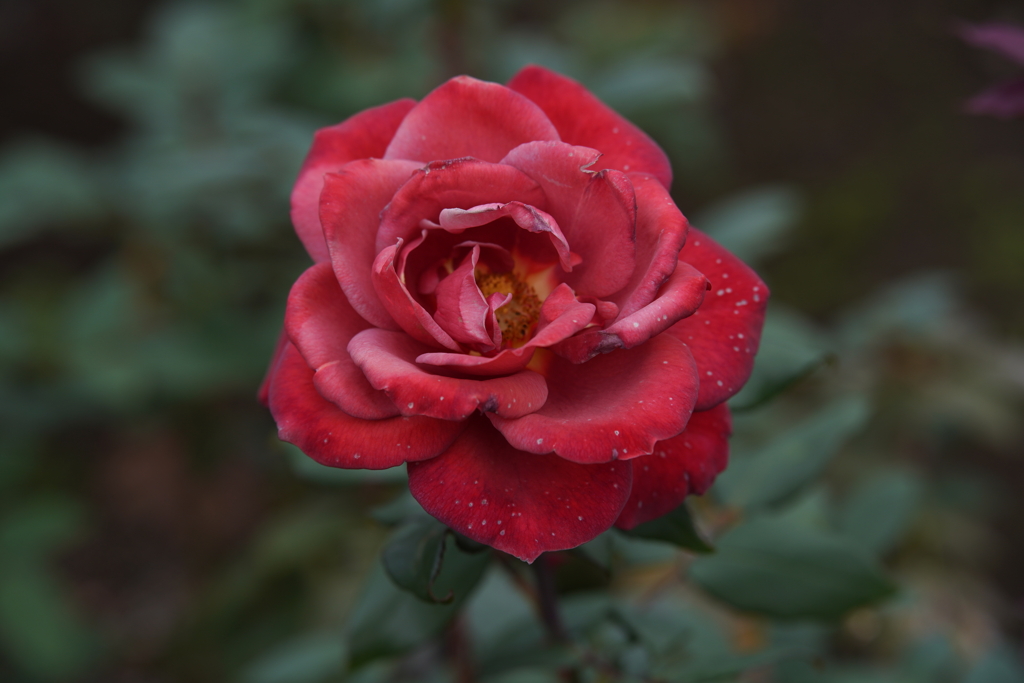 ブラックティー