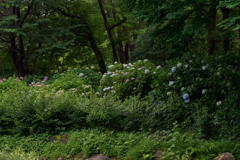 府中郷土の森6/12
