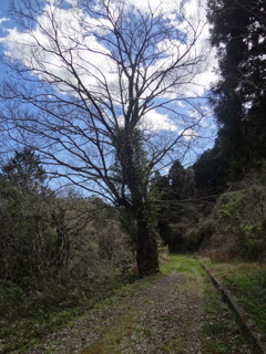 tree, cloud and sky