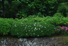 nonai 17
