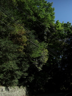坂道