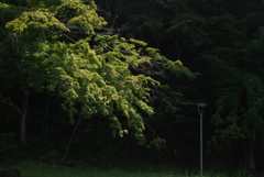 nonai 15