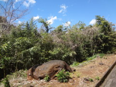 the stone