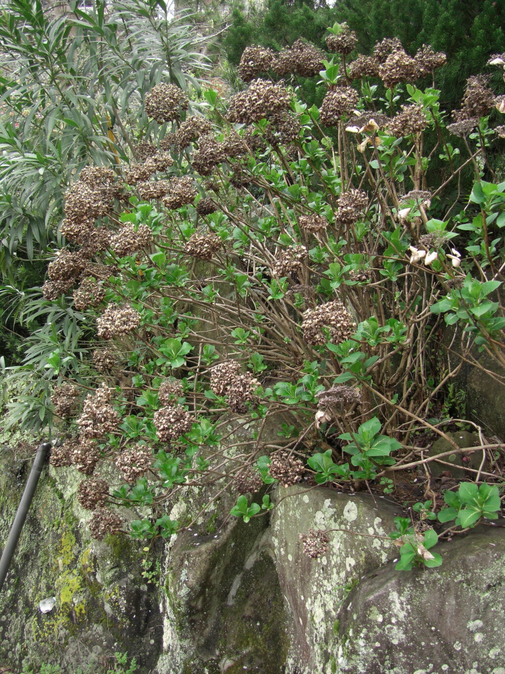 紫陽花