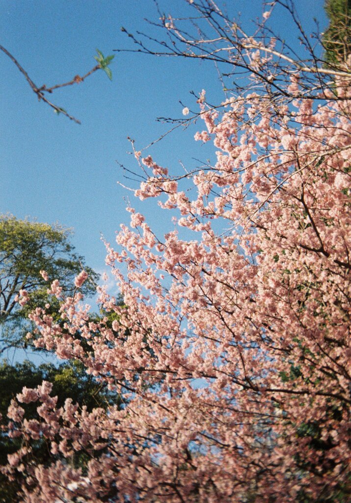 早春の思い出
