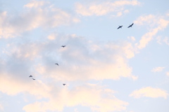 朝焼けと鳥