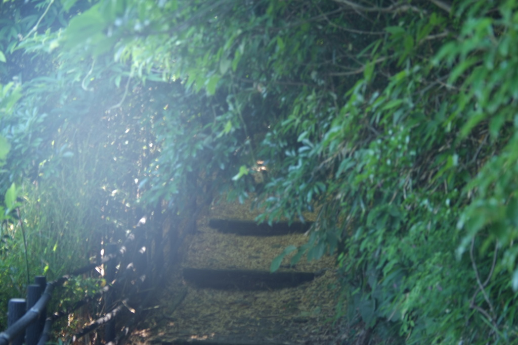 枝葉をかき分け小路を進むと