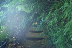 枝葉をかき分け小路を進むと