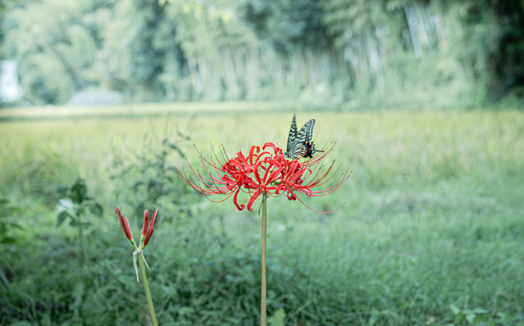 彼岸花