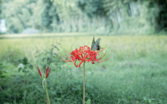 彼岸花