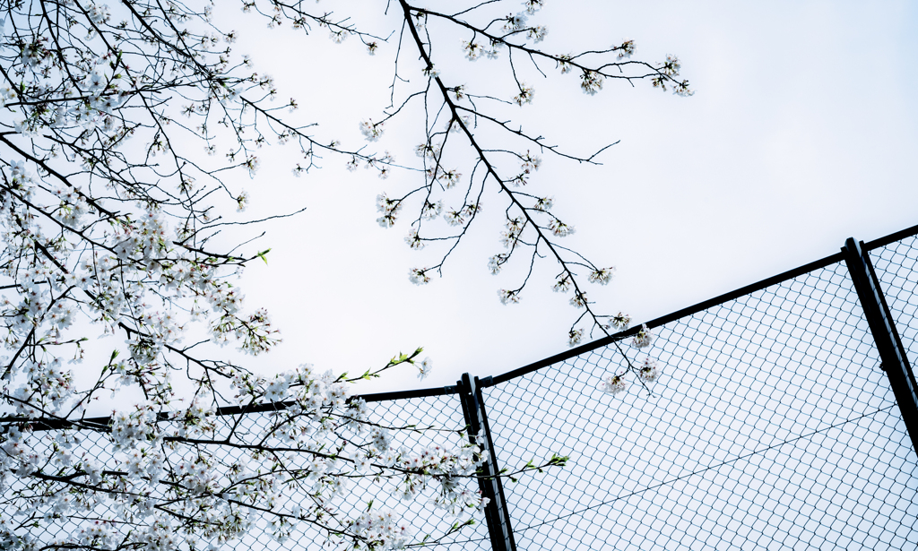 桜の風景