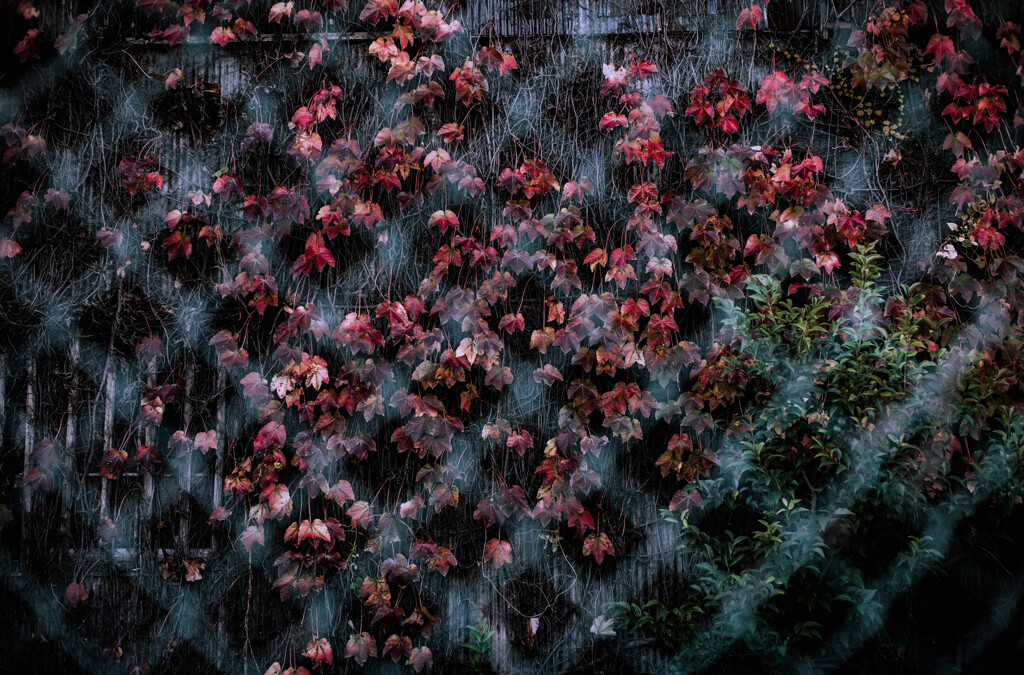 Red Through the Mesh