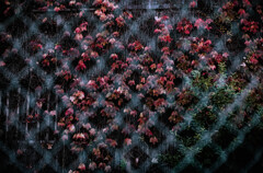 Red Through the Mesh