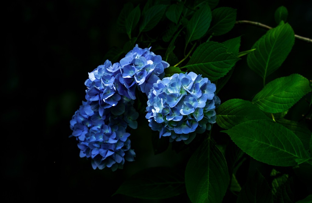 青い夜想曲