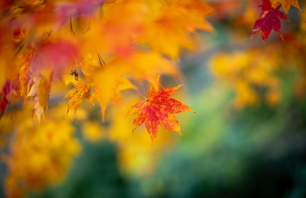 紅葉