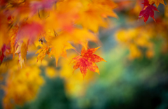 紅葉