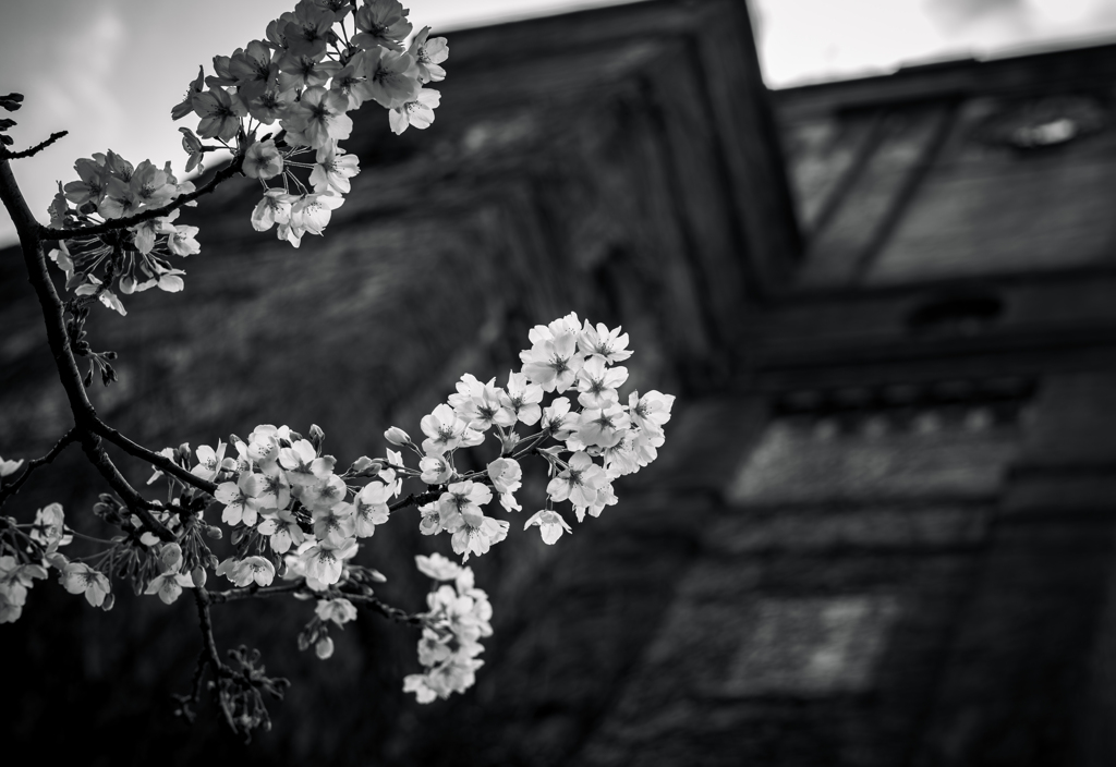 モノクロ桜