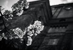 モノクロ桜