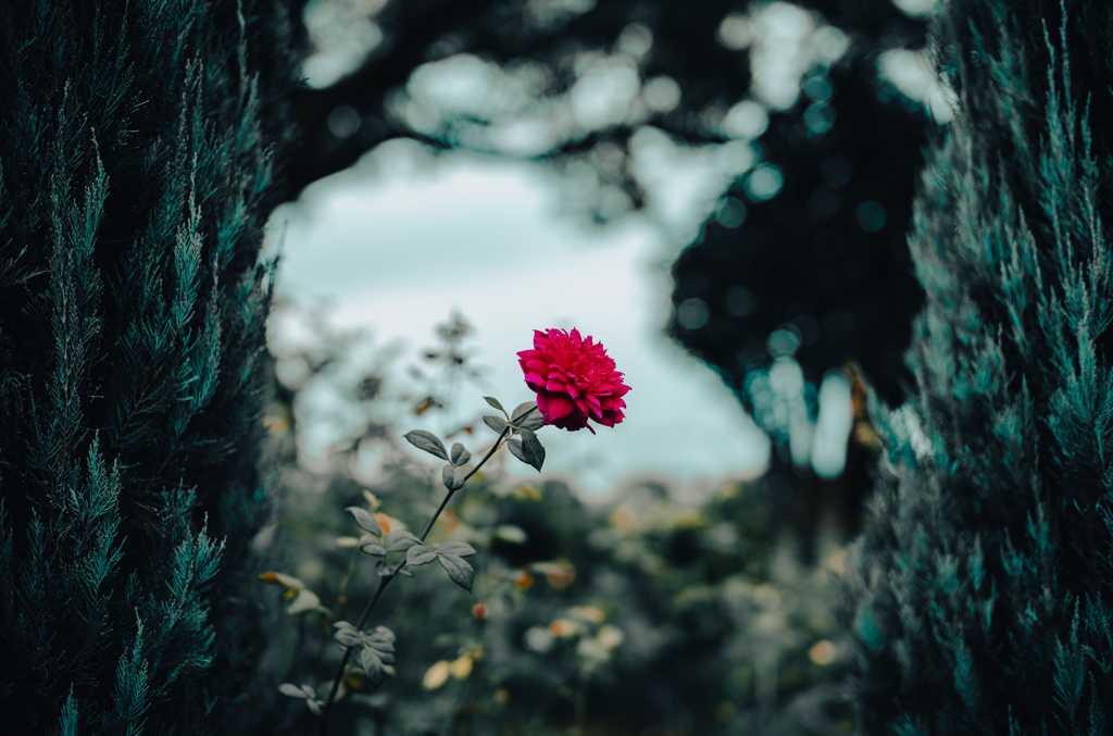 flower