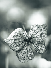 紫陽花