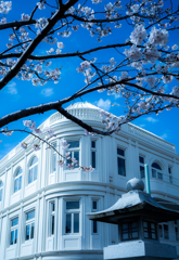 青空と桜