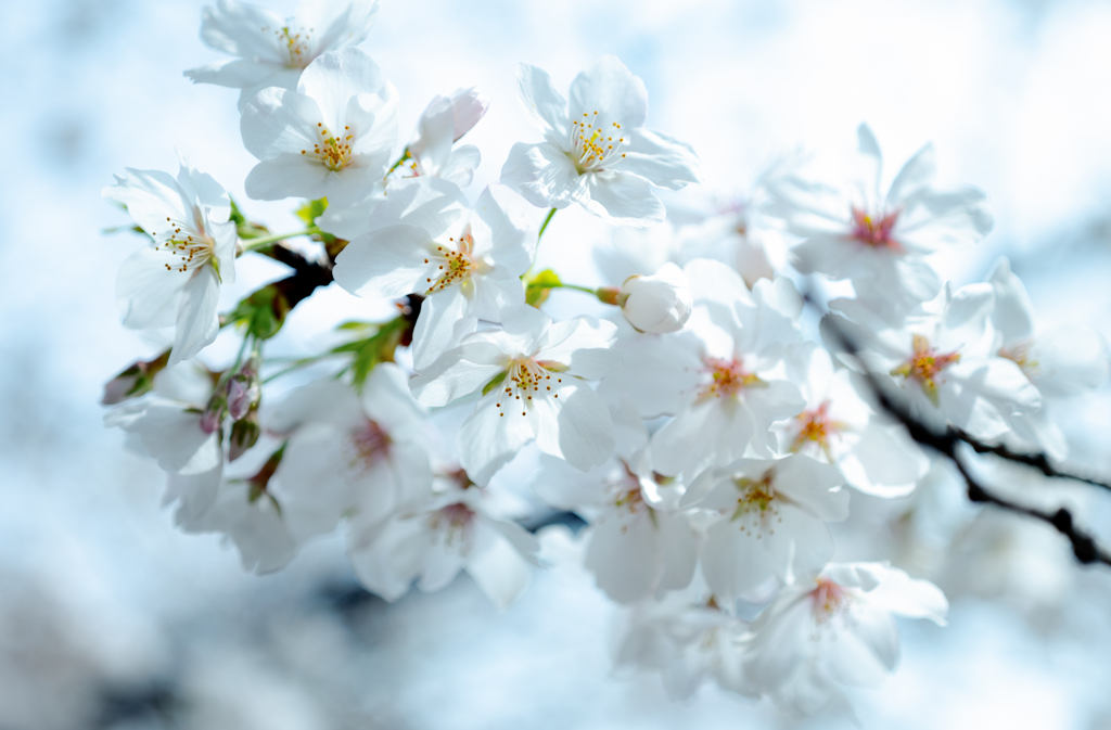 お花見＾＾