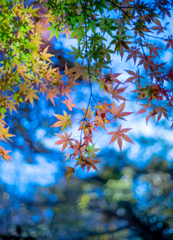 紅葉