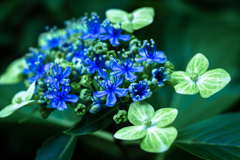 紫陽花