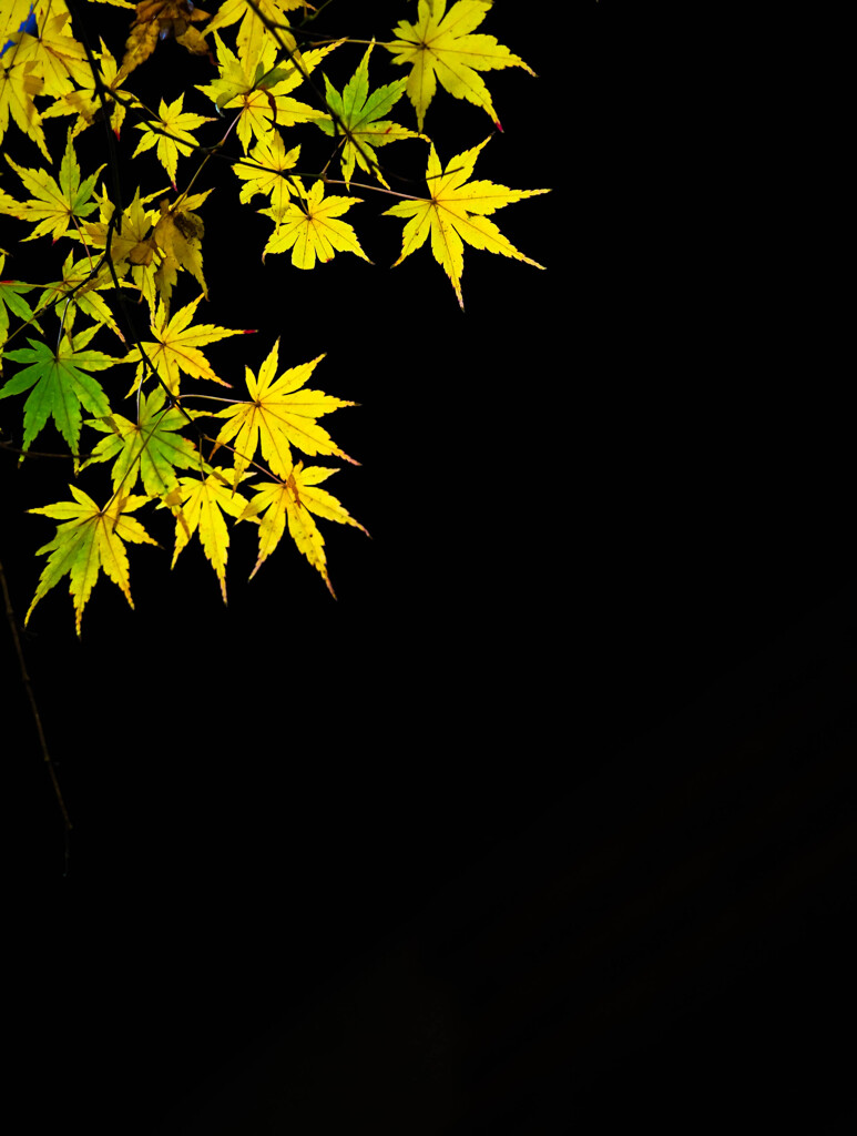 紅葉