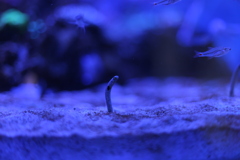 チンアナゴ〜！