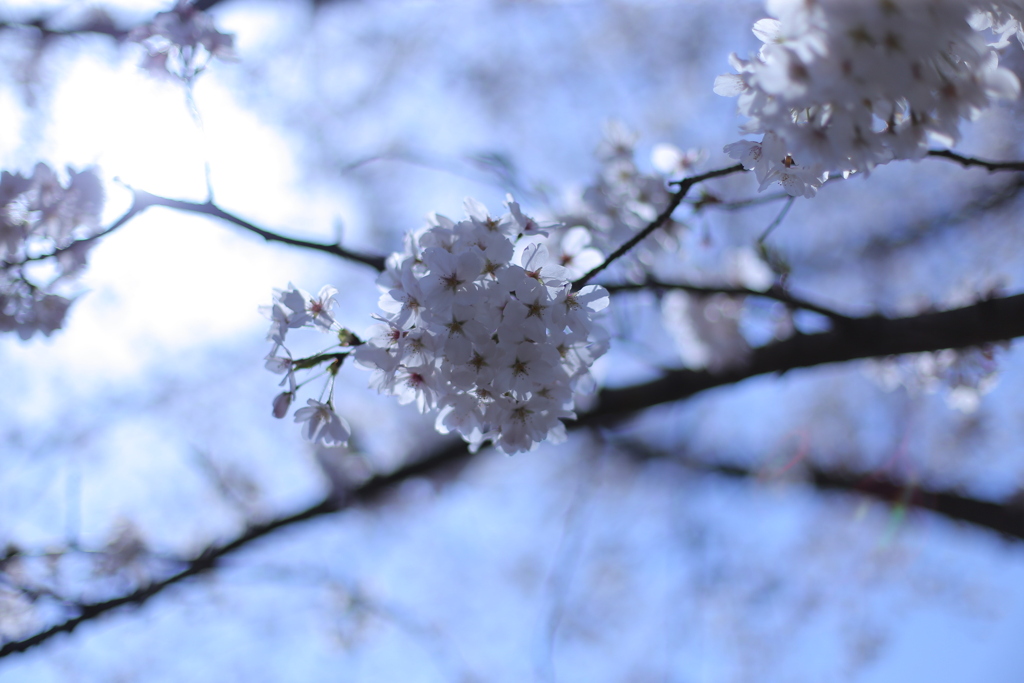 桜