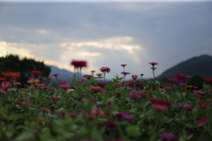 百日草