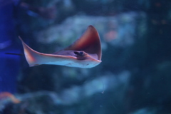 イェーイ！（エイ）